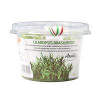 Thumbnail for Micro Sword / 'Lilaeopsis brasiliensis' Tissue Culture Cup