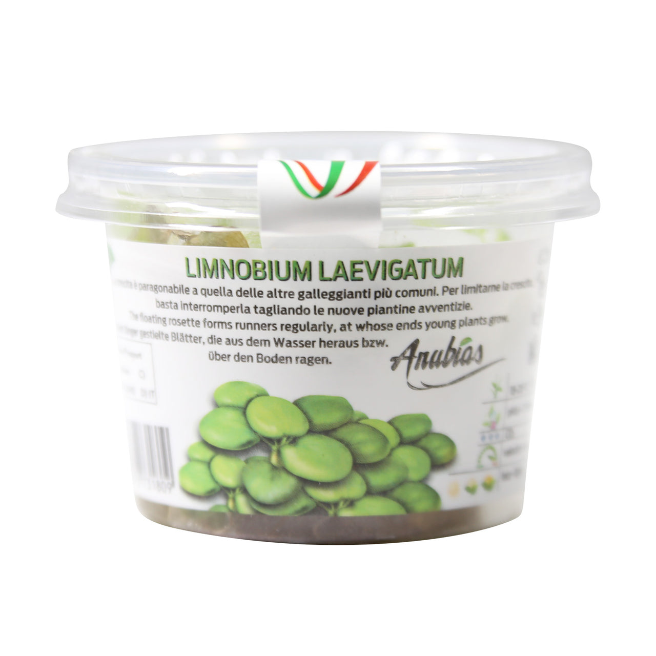 Amazon Frogbit / "Limnobium Laevigatum" Tissue Culture Cup