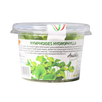 Thumbnail for Nymphoides hydrophylia Tissue Culture Cup