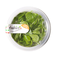Thumbnail for Nymphoides hydrophylia Tissue Culture Cup