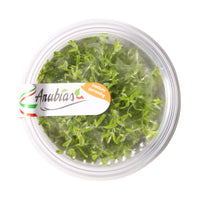 Thumbnail for Rotala Indica / 'Rotala rotundifolia' Tissue Culture Cup