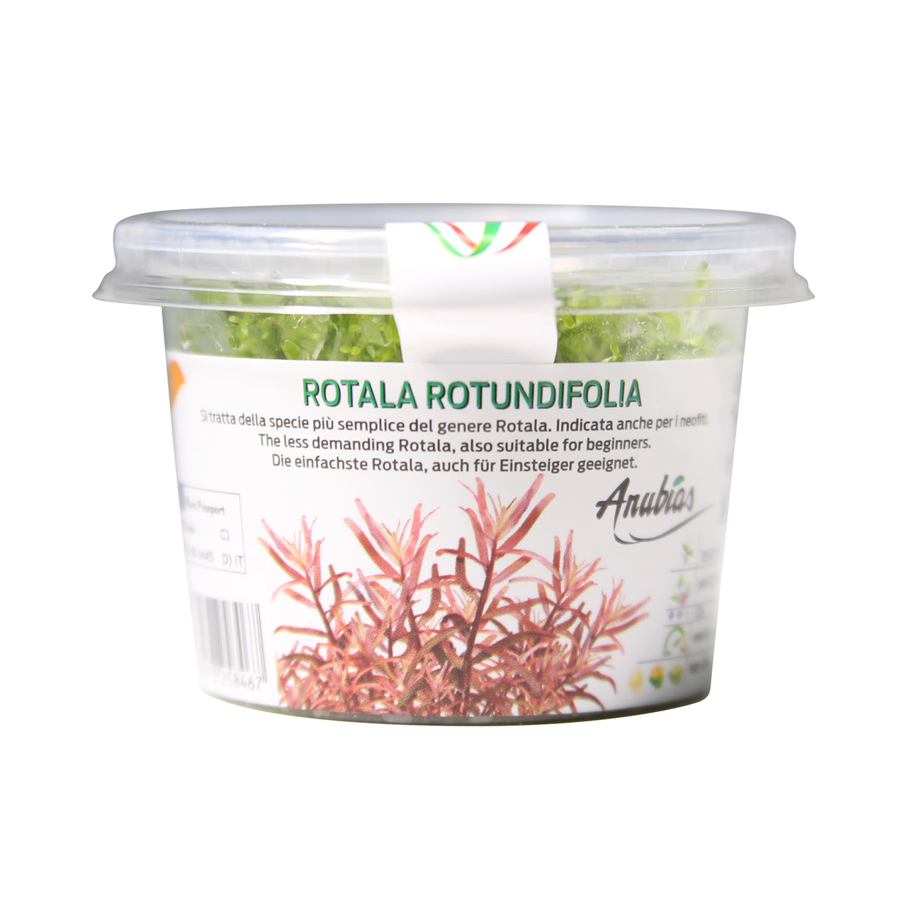 Rotala Indica / 'Rotala rotundifolia' Tissue Culture Cup