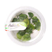 Thumbnail for Anubias sp. 'nangi' Tissue Culture Cup