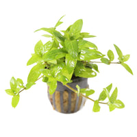 Thumbnail for Staurogyne Repens Potted Plant