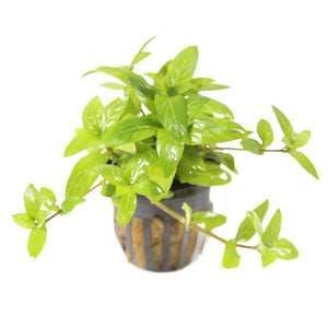 Staurogyne Repens Potted Plant