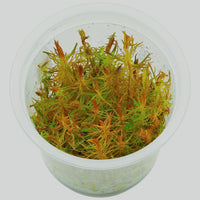 Thumbnail for Rotala wallichii Tissue Culture Cup