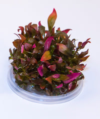 Thumbnail for Alternanthera Reineckii 'mini' Tissue Culture Cup