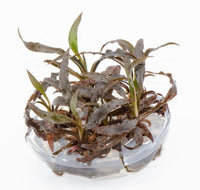 Thumbnail for Cryptocoryne spiralis 'Tiger' Tissue Culture Cup