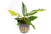 Anubias Frazeri Potted Plant