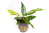 Thumbnail for Anubias Frazeri Potted Plant