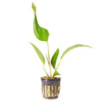 Thumbnail for Anubias Hastifolia Potted Plant