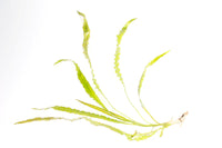 Thumbnail for Aponogeton Crispus Single Plant