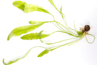 Thumbnail for Aponogeton Ulvaceus Single Plant
