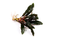 Thumbnail for Bucephalandra Catherinae Single Plant