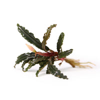 Thumbnail for Bucephalandra Catherinae 'dark carpet' Single Plant
