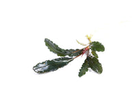 Thumbnail for Bucephalandra Red Center Single Plant