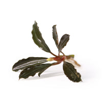 Thumbnail for Bucephalandra Red Mini Single Plant
