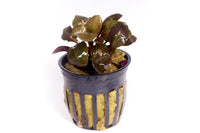 Thumbnail for Cardinal Plant (Lobelia Cardinalis Small Form) Potted Plant