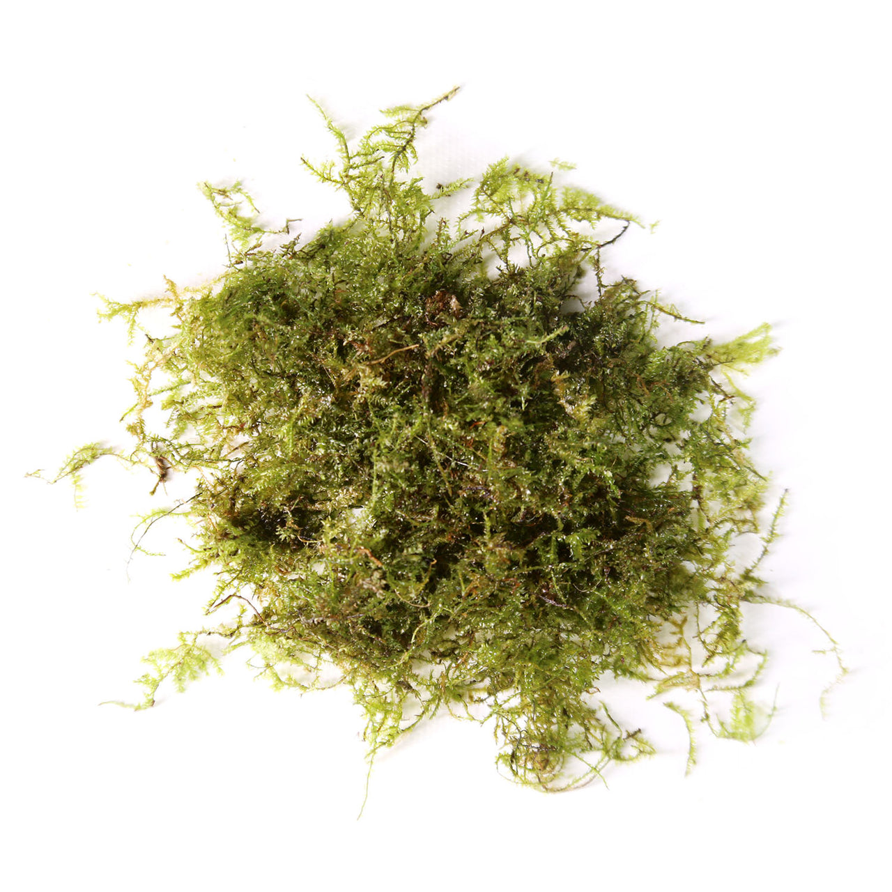 Christmas Moss / 'Vesicularia Montagnei' Portion