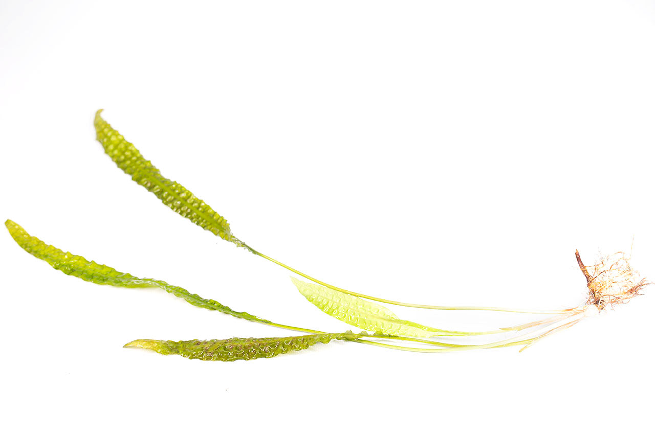 Cryptocoryne Aponegetifolia Single Plant