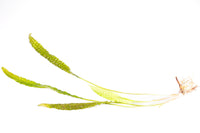 Thumbnail for Cryptocoryne Aponegetifolia Single Plant