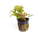 Thumbnail for Cryptocoryne Wendtii Bronze Potted Plant