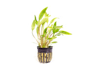 Thumbnail for Cryptocoryne Lutea Potted Plant