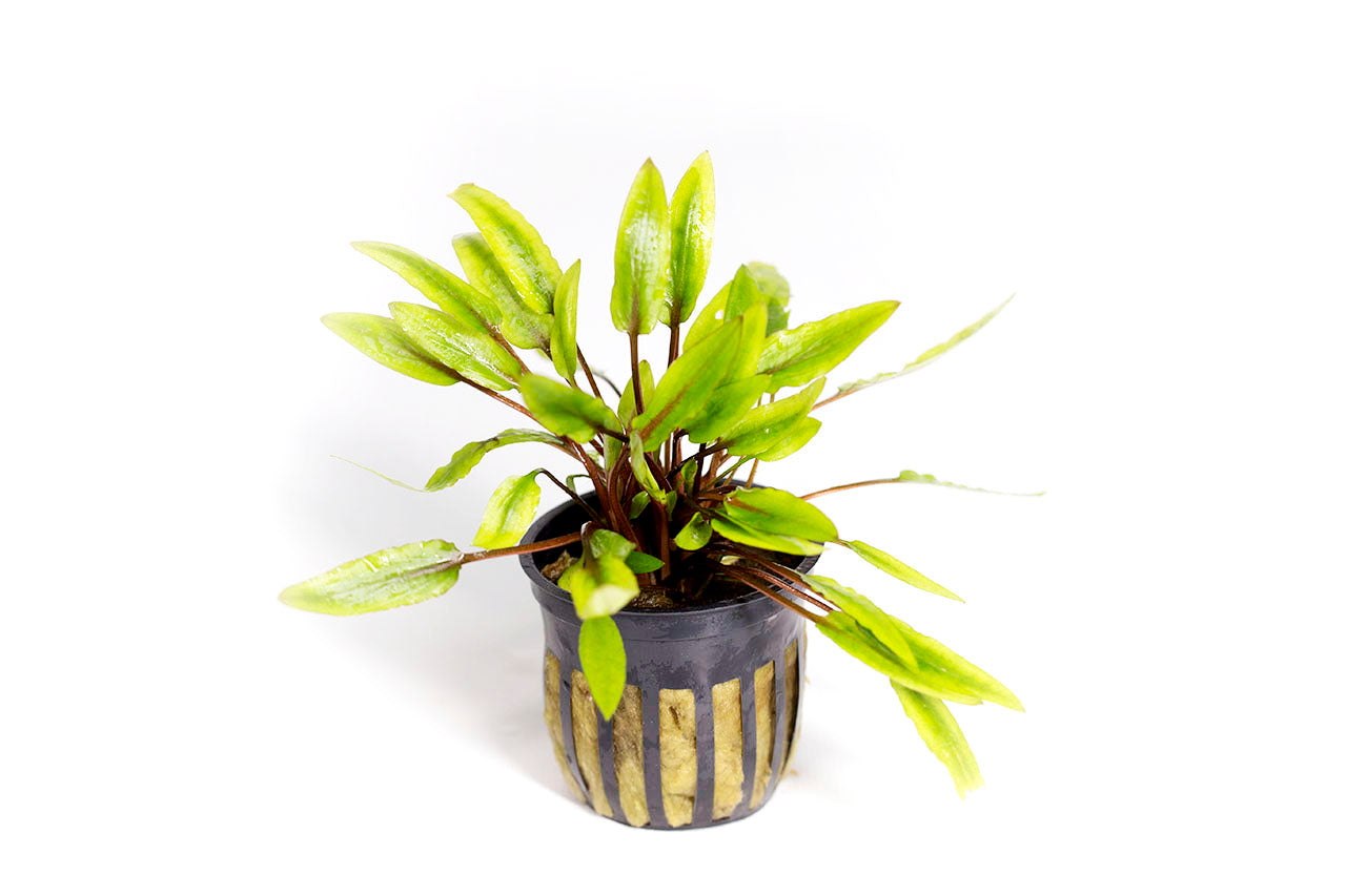 Cryptocoryne Wendtii Green Potted Plant