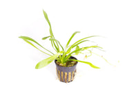 Thumbnail for Dwarf Sagittaria (Sagittaria Subulata) Potted Plant