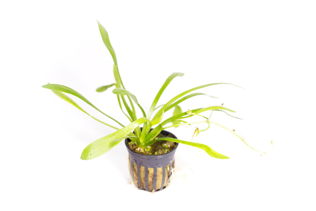 Dwarf Sagittaria (Sagittaria Subulata) Potted Plant