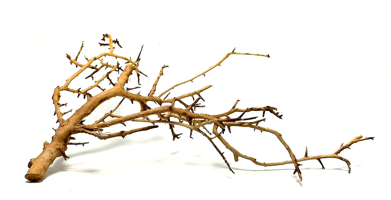 Fan Wood