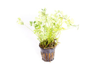 Thumbnail for Four Leaf Clover / 'Marsilea hirsuta' Potted Plant