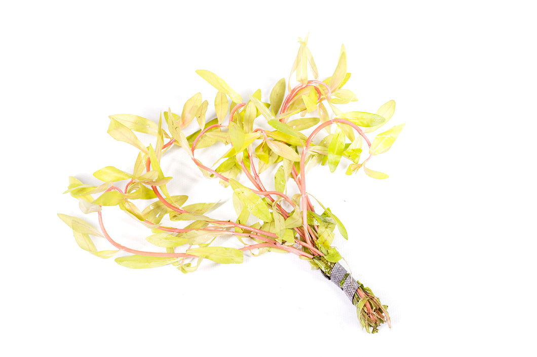 Golden Nesaea / Ammania Pedicellata Golden Bunch Plant