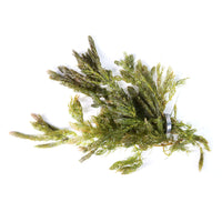 Thumbnail for Hornwort / 'Ceratophyllum demersum' Bunch Consisting of 3 to 5 Stems