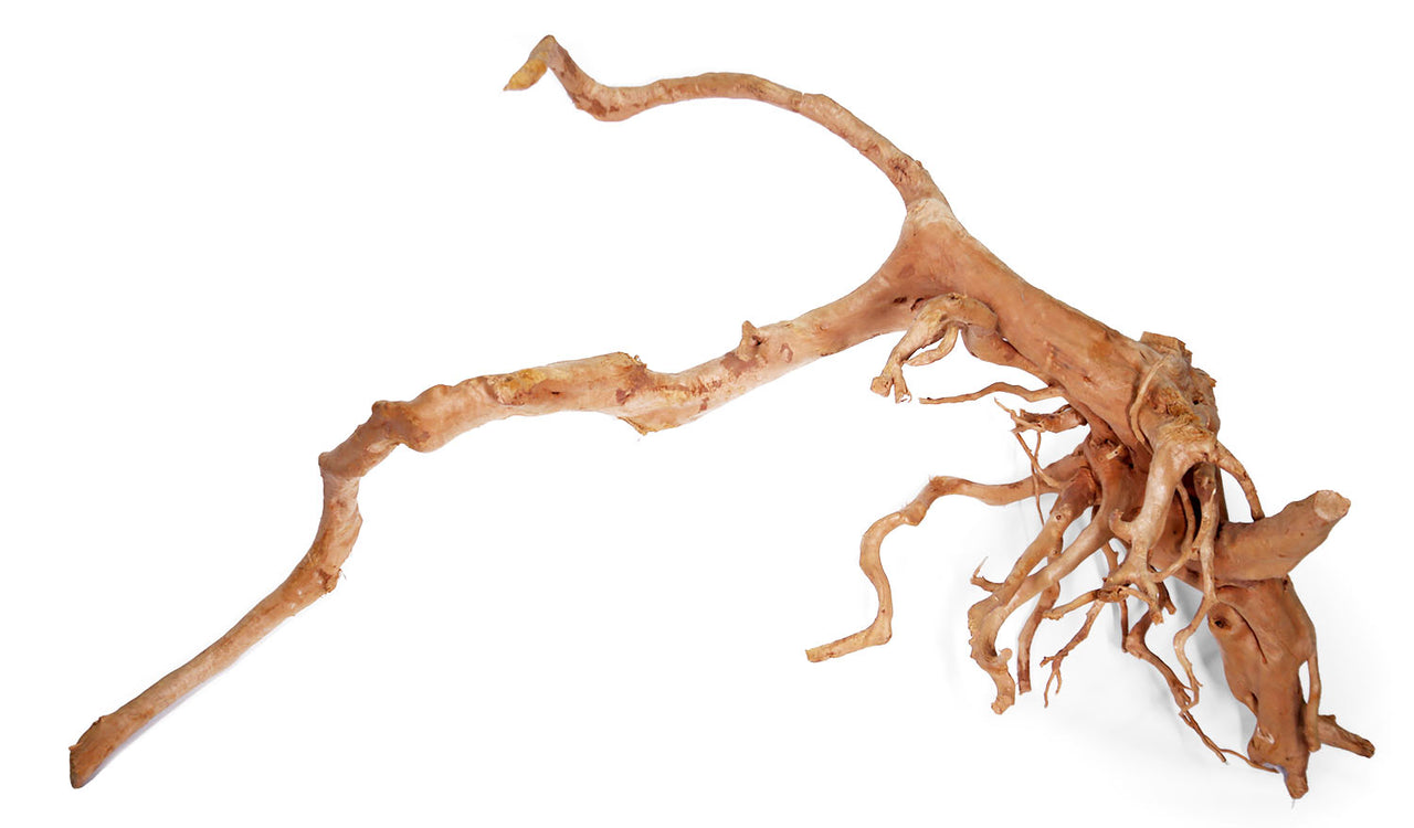 Spider Wood