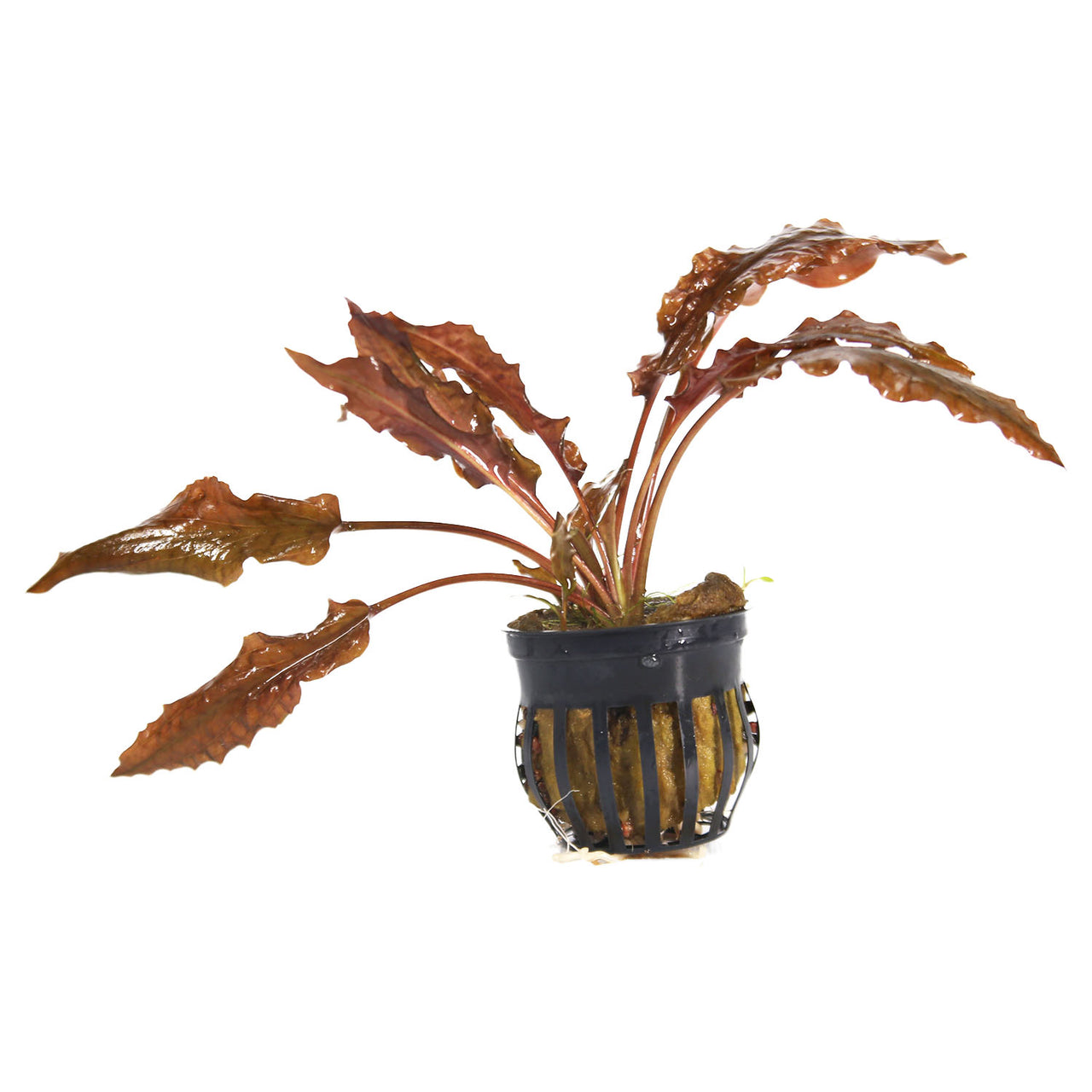 Cryptocoryne Wendtii Red / 'Cryptocoryne wendtii 'Mi Oya'' Potted Plant