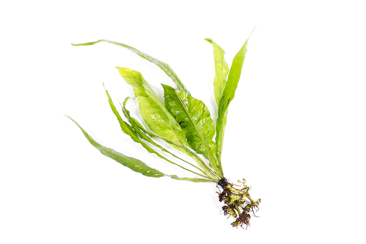 Java Fern / 'Microsorium pteropus' Single Plant Consisting of 3 to 5 Leaves