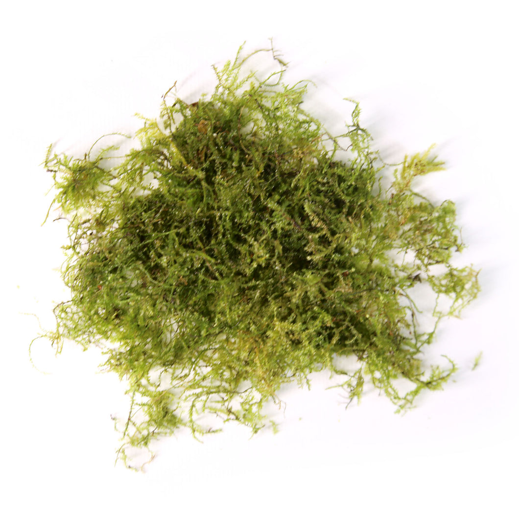 Java Moss / Taxiphyllum Barbieri Portion by SRaquaristik