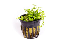 Thumbnail for Monte Carlo (Micranthemum Tweediei) Potted Plant