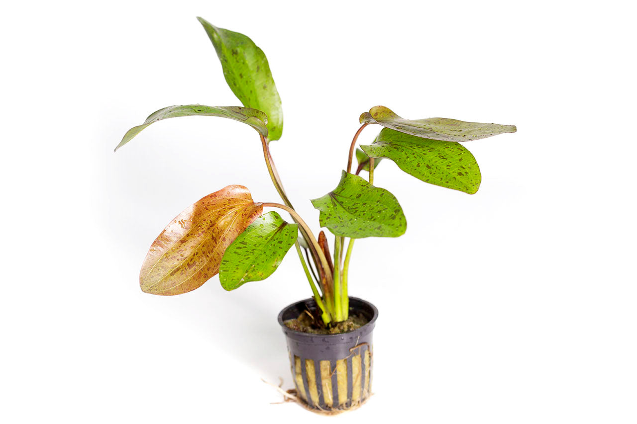 Ozelot Sword (Echinodorus Ozelot) Potted Plant