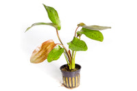 Thumbnail for Ozelot Sword (Echinodorus Ozelot) Potted Plant