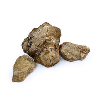 Thumbnail for Petrified Wood Stone