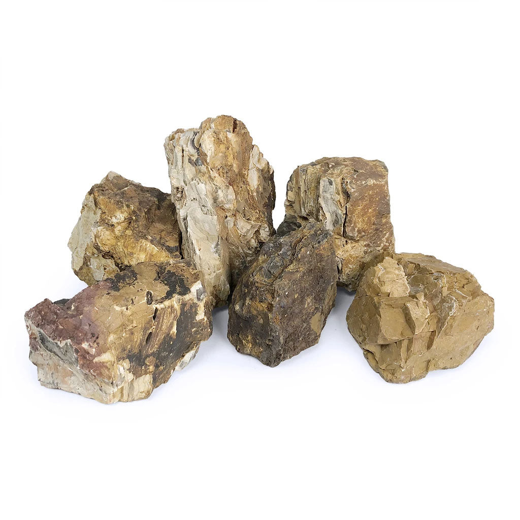 Petrified Wood Stone