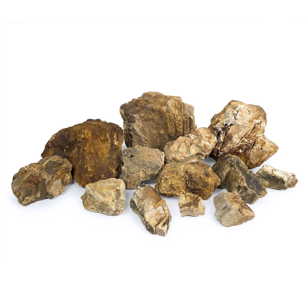 Petrified Wood Stone