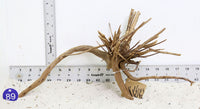 Thumbnail for WYSIWYG #89BU - Pine Spider Wood / Tiger Wood (Medium)