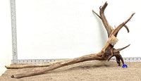 Thumbnail for WYSIWYG #146BU - Pine Spider Wood / Tiger Wood (XL)