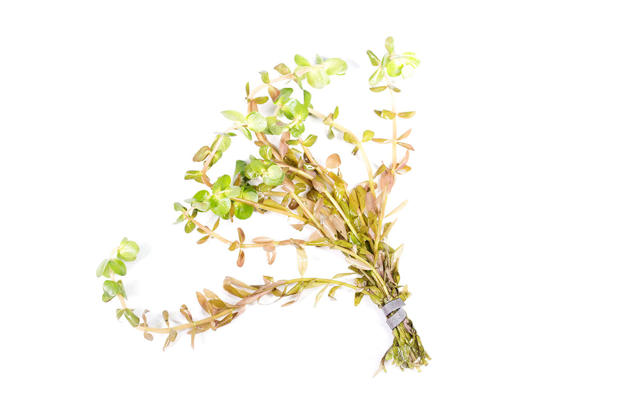 Rotala Indica / 'Rotala rotundifolia' Bunch Consisting of 3 to 5 Stems