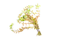 Thumbnail for Rotala Indica / 'Rotala rotundifolia' Bunch Consisting of 3 to 5 Stems