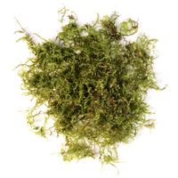 Thumbnail for Weeping Moss 'Vesicularia Ferriei' Portion