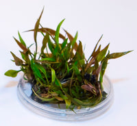 Thumbnail for Cryptocoryne petchii 'pink' Tissue Culture Cup